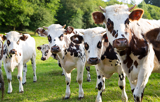 Vaches Boites à meuh Nantes